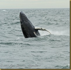 Whale Watch  _ROT4006   NIKON D3S June 02, 2011