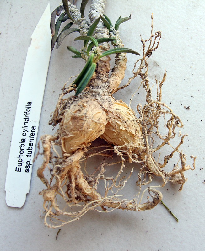 [120309_Euphorbia-cylindrifolia-tuberifera_01%255B3%255D.jpg]