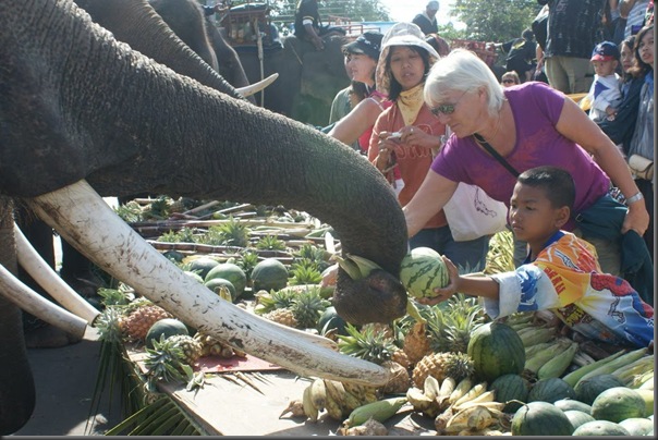 imagini elefanti-surin festival
