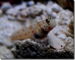 aquariumaugust20