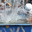 SSHL Turčianské Kľačany 2011