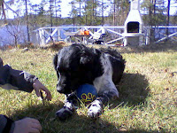 Min boll!