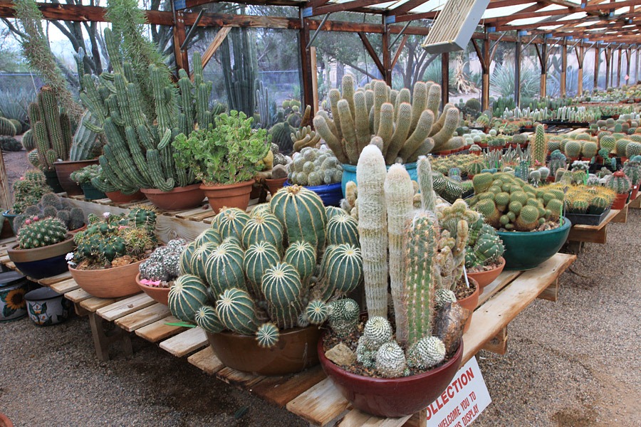 [120728_BBCactus_0855.jpg]