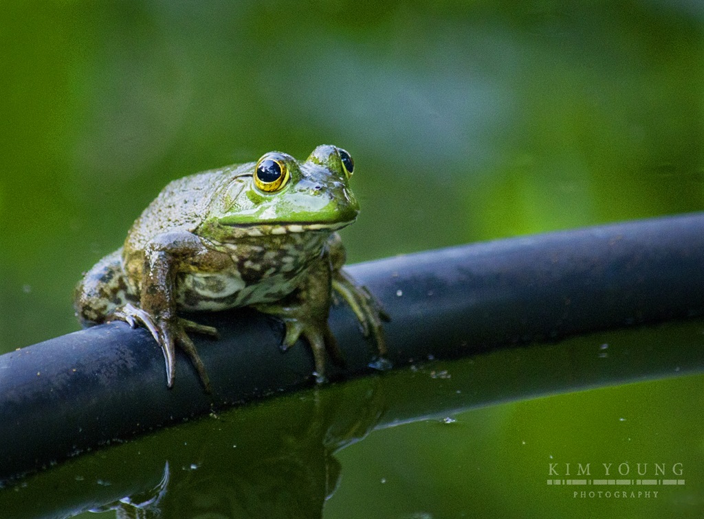 [frog%2520perched%255B4%255D.jpg]