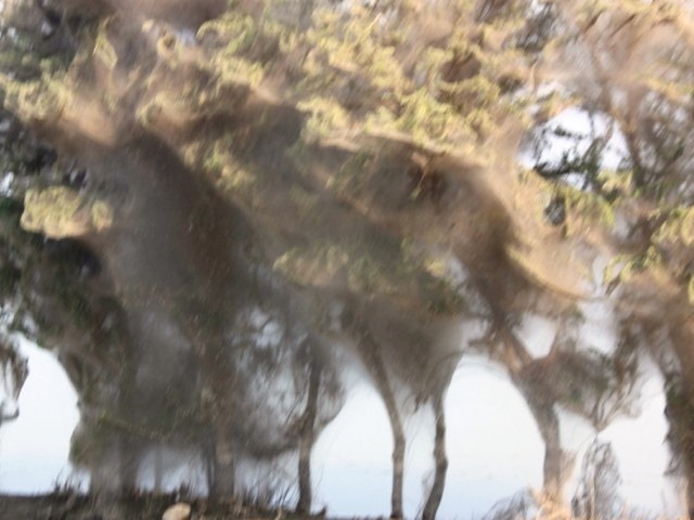 [Spider%2520cocoons%2520in%2520Sindh%25203%255B4%255D.jpg]