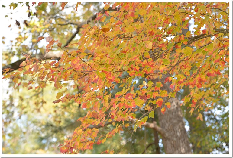 leaves 012 fb