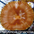 Palythoa-grandis-3.jpg