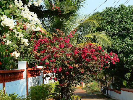 Goa: Villa marbella