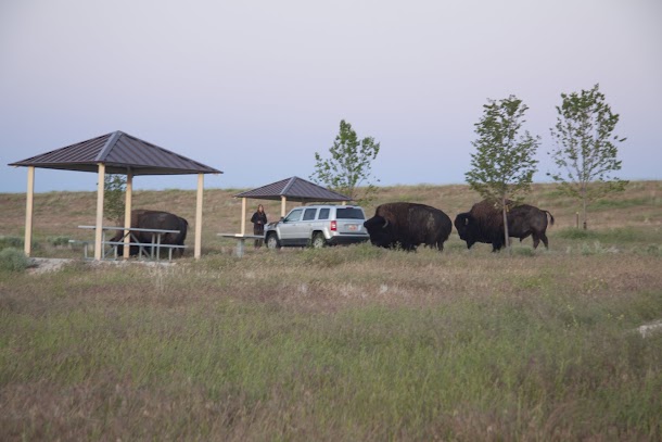 Bison Surrounding Camper on Antelope Island.jpg Bison Surrounding Camper on Antelope Island.jpg