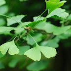 2009-6-6 Kraków smoki 086.JPG