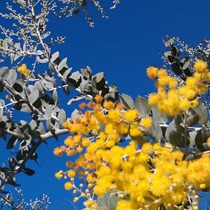 wattle