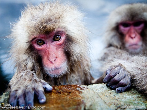 wallpapers national geographic desbaratinando (11) wallpapers national geographic desbaratinando (11)
