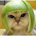 funny-cat1.jpg