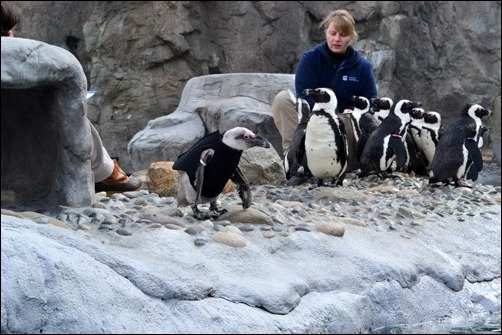 wet suit penguin wet suit penguin