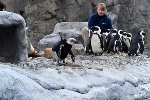 wet suit penguin