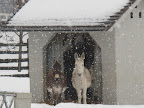 Oh no, G.K. - Look at Rufus, Clive, and Billie!  They're so still!  I think they must be frozen!