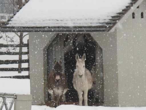 Oh no, G.K. - Look at Rufus, Clive, and Billie!  They're so still!  I think they must be frozen!