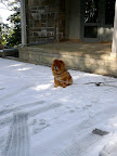 Francesca!  G.K. loves the snow and he's been tied up to the porch all morning!  Let's take him for a walk!