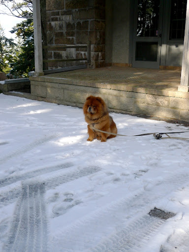 Francesca!  G.K. loves the snow and he's been tied up to the porch all morning!  Let's take him for a walk!