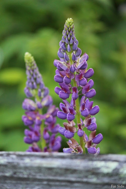 [Lupines%2520behind%2520the%2520fence%255B8%255D.jpg]