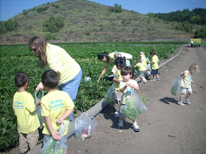 Looking for some peas!