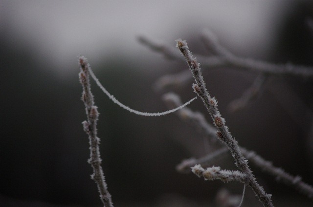IMGP3686 (640x425) IMGP3686 (640x425)