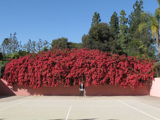 Mrs. Robinson brought back a small Bougainvillea plant from South Africa in the 1920s. Today, well, it is amazing and the scale!  Here's Gael standing in front of it.