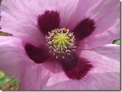 DSCF0645 DSCF0645