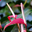 Anthuriums