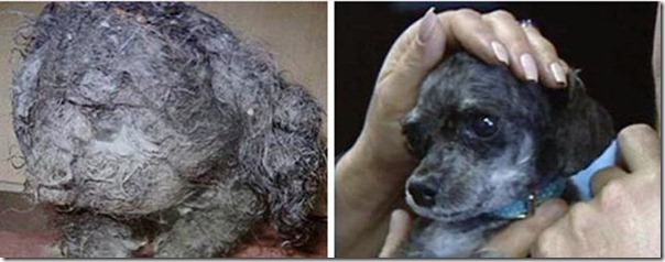 Animais Antes e Depois do Resgate (12)