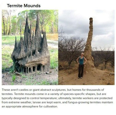 [animals-create-things-3%255B2%255D.jpg]
