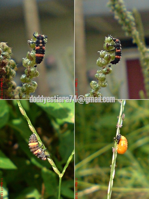 larva Kumbang Koksi Coccinella transversalis