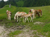 Ponies