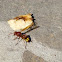 wasp