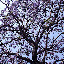 Santa Barbara, CA, Jacaranda