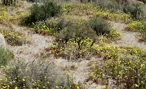 Field of Desert Dandelions