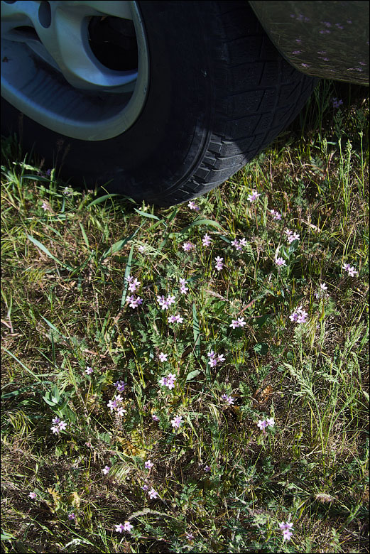 IMG_2511_small.jpg