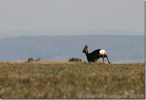 1-Roe-Deer