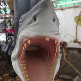 VisitaDaAlcateiaNoMuseuDoMar VisitaDaAlcateiaNoMuseuDoMar