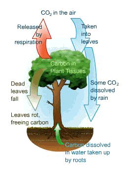 nutrient cycling