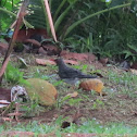Red-legged Thrush