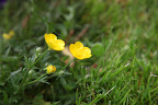 It's the buttercup family, and when most people hear buttercup, they typically think of this yellow Ranunculus auricomus!
