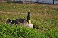 DSC_1972.JPG