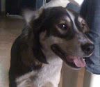 BRIGIDA
Muy buena, cariñosa, independiente, tranquila. Lista para irse en adopción.
