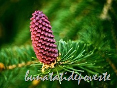 9884066-purple-pine-cones-on-a-tree