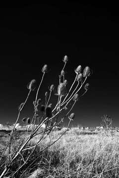 The-Teasles-3