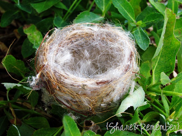 [nest-23.jpg]