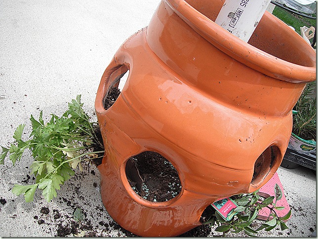 Planting the herbs