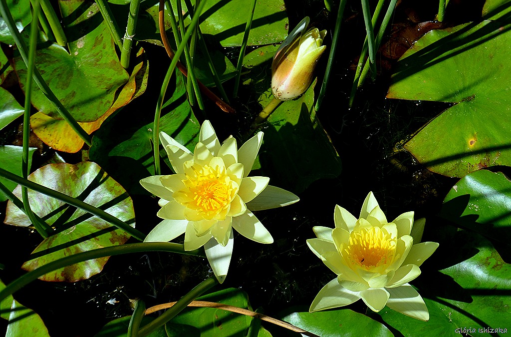[Gl%25C3%25B3ria%2520Ishizaka%2520-%2520Flor%2520amarela%252025%255B8%255D.jpg]