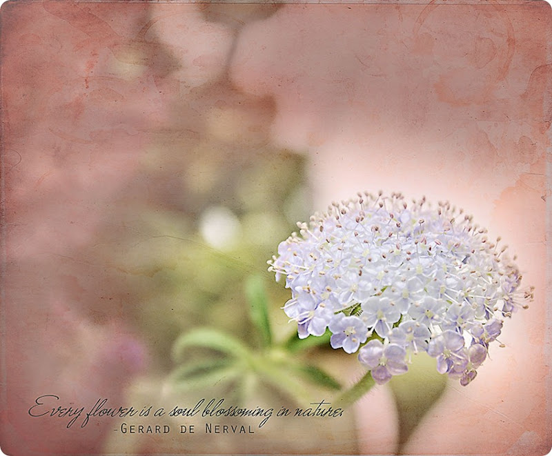 White-flower-cluster1 White-flower-cluster1